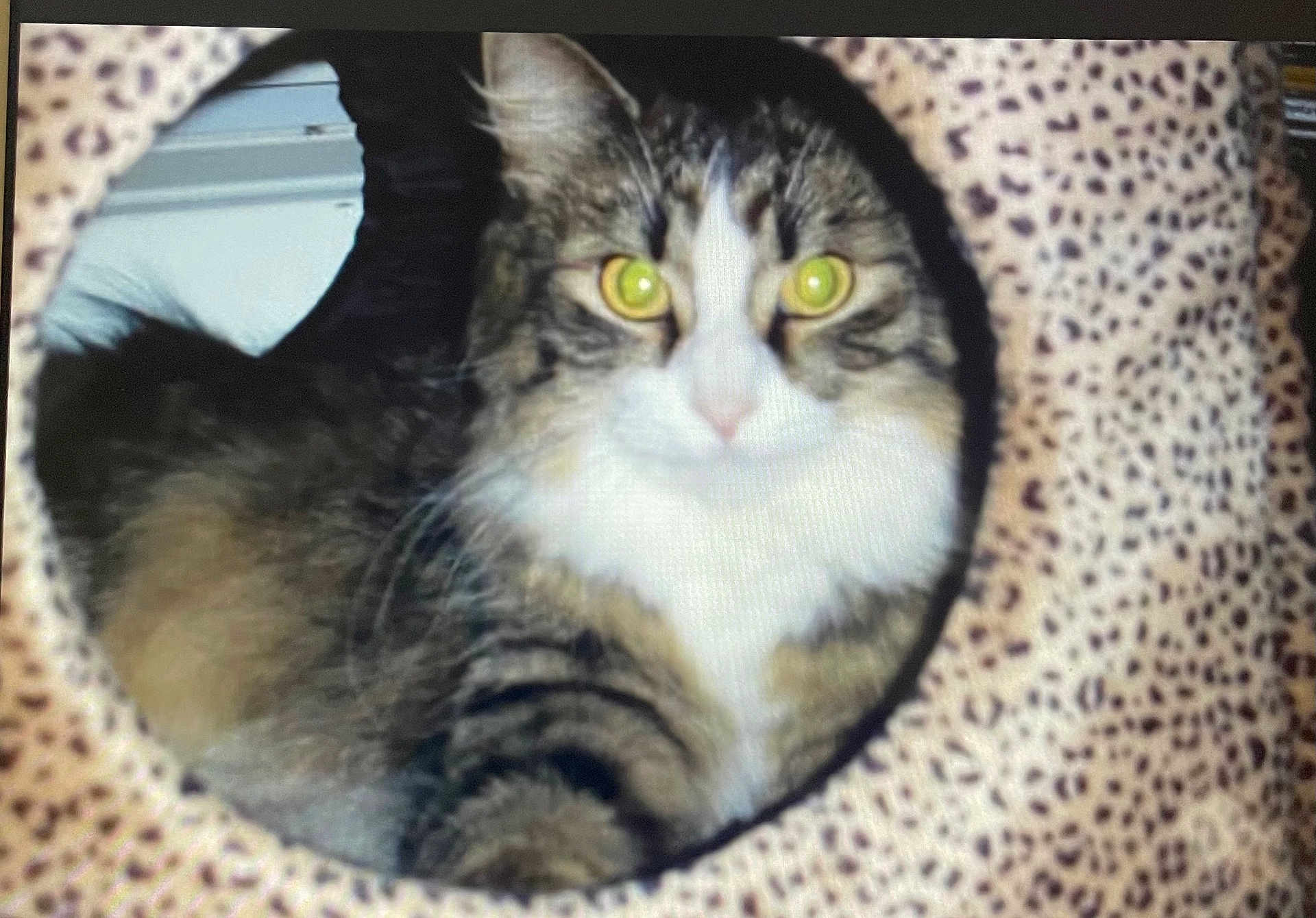 Soma joined the competition — help win amazing prizes! cat, feline, pet, tabby, long_hair, fluffy, whiskers, yellow_eyes, glowing_eyes, portrait, cozy, cat_bed, leopard_print, circular_opening, indoor, close_up, staring, fur, muzzle, paws