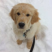 Theo joined the competition — help win amazing prizes! golden_retriever, dog, puppy, snow, winter, leash, collar, sitting, portrait, paws, fur, muzzle, nose, eyes, outdoor, cold, playful, cute, white_background, pet