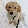 golden_retriever, dog, puppy, snow, winter, leash, collar, sitting, portrait, paws, fur, muzzle, nose, eyes, outdoor, cold, playful, cute, white_background, pet