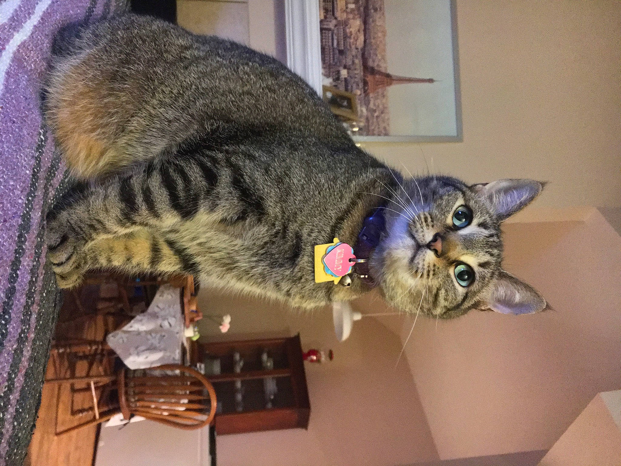 Kimmy is registered to the contest to win money with this photo: carnivore, cat, comfort, domestic_short_haired_cat, drawer, felidae, fur, mammal, room, small_to_medium_sized_cats, snout, tail, terrestrial_animal, vertebrate, whiskers