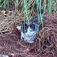 Lexie joined the competition — help win amazing prizes! cat, grass, leaves, nature, outdoor, animal, camouflage, wild, feline, green, brown, eyes, alert, hidden, dry, plant, closeup, mammal, resting, quiet