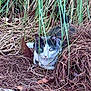 cat, grass, leaves, nature, outdoor, animal, camouflage, wild, feline, green, brown, eyes, alert, hidden, dry, plant, closeup, mammal, resting, quiet