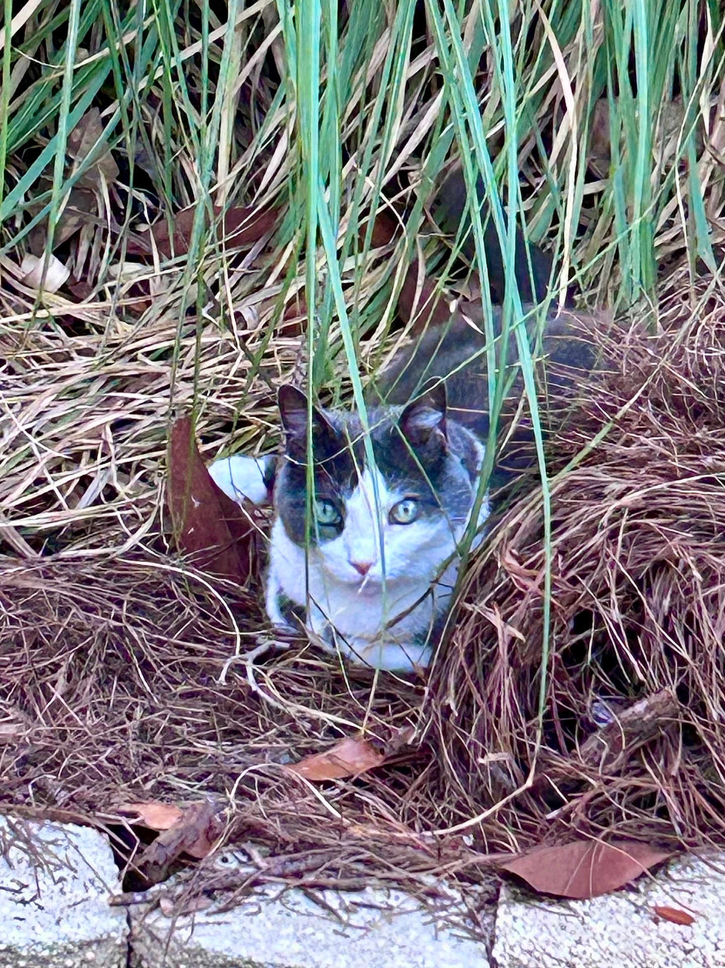 Lexie joined the competition — help win amazing prizes! cat, grass, leaves, nature, outdoor, animal, camouflage, wild, feline, green, brown, eyes, alert, hidden, dry, plant, closeup, mammal, resting, quiet