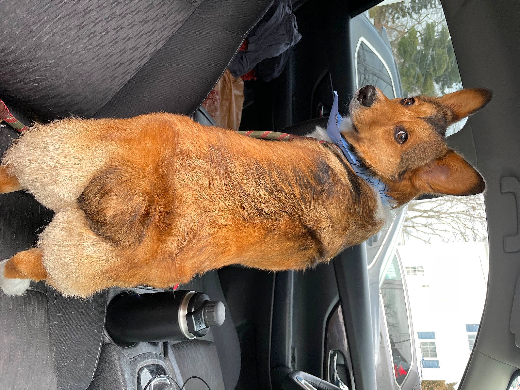 Derby is registered to the contest to win money with this photo: auto_part, automotive_exterior, automotive_lighting, automotive_mirror, car, collar, fawn, fur, hood, liver, motor_vehicle, rear_view_mirror, snout, steering_wheel, tail, vehicle, vehicle_door, windscreen_wiper, windshield, working_animal