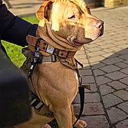 Rusty joined the competition — help win amazing prizes! animal, brick_wall, brown_dog, canine, closeup, collar, companion, daylight, dog, grass, harness, human_arm, leash, outdoor, pavement, pet, shadow, sitting, sunlight, tag