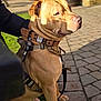 animal, brick_wall, brown_dog, canine, closeup, collar, companion, daylight, dog, grass, harness, human_arm, leash, outdoor, pavement, pet, shadow, sitting, sunlight, tag