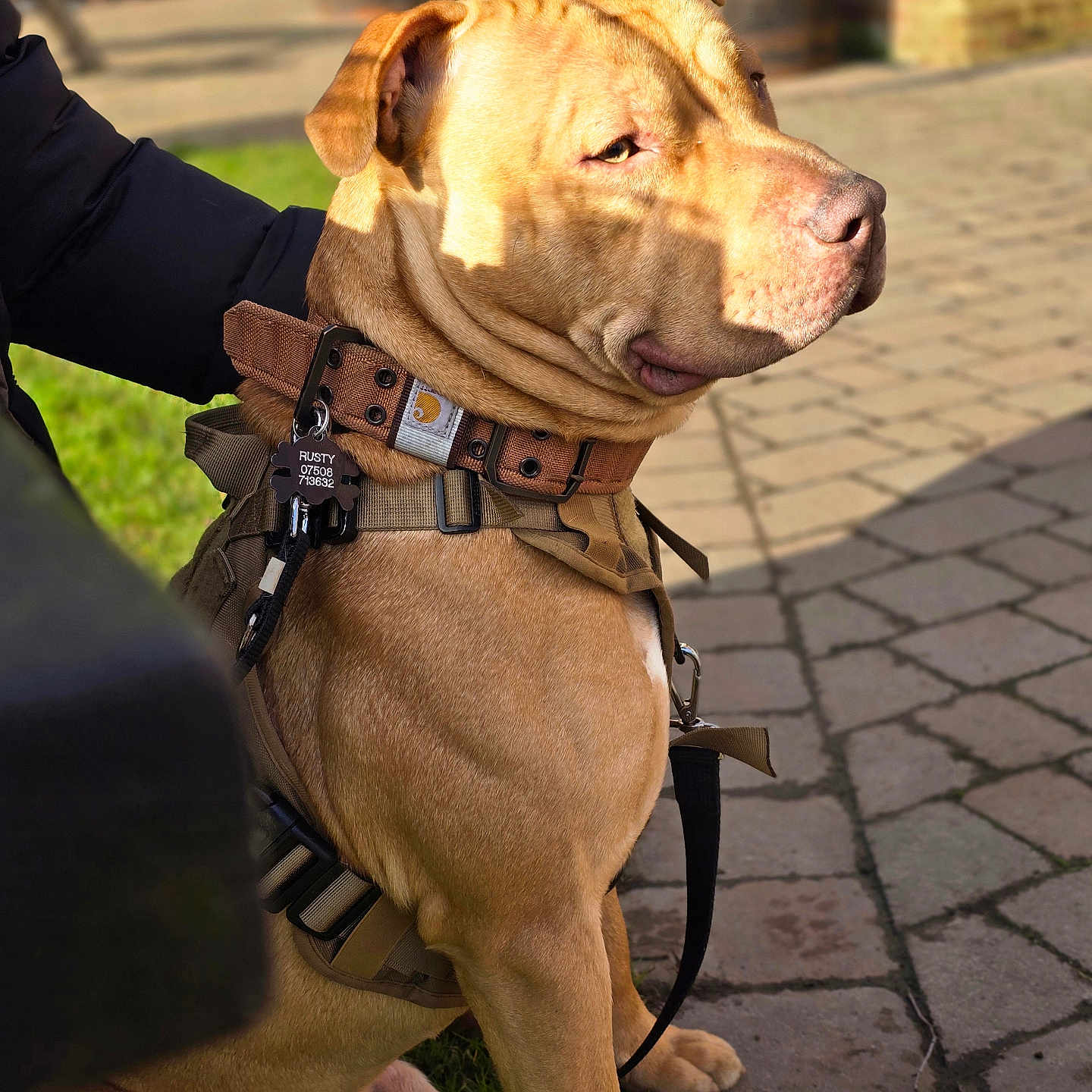 Rusty joined the competition — help win amazing prizes! animal, brick_wall, brown_dog, canine, closeup, collar, companion, daylight, dog, grass, harness, human_arm, leash, outdoor, pavement, pet, shadow, sitting, sunlight, tag