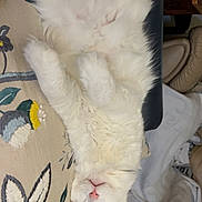 Marley is registered to the contest to win money with this photo: canidae, carnivore, claw, comfort, companion_dog, dog_breed, feather, felidae, foot, fur, natural_material, paw, small_to_medium_sized_cats, tail, whiskers