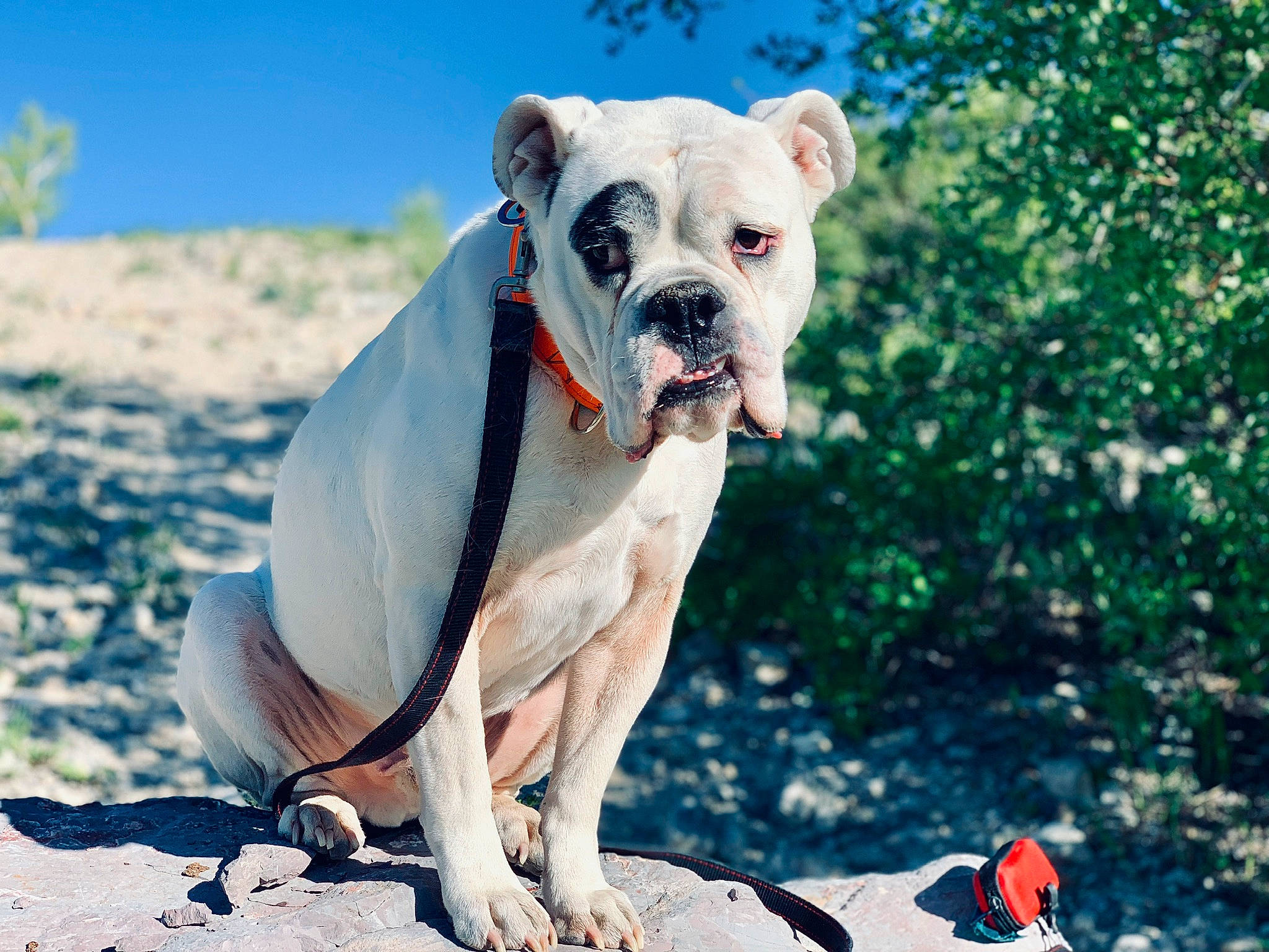 Havoc is registered to the contest to win money with this photo: american_bulldog, australian_bulldog, bulldog, canidae, carnivore, companion_dog, dog, dog_breed, dorset_olde_tyme_bulldogge, fawn, mammal, non_sporting_group, olde_english_bulldogge, rare_breed_dog, snout, sporting_group, toy_bulldog, valley_bulldog, vertebrate, white_english_bulldog