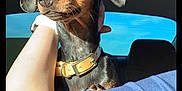 Winnie is registered to the contest to win money with this photo: dog, pet, black_dog, tan_markings, collar, car_interior, person, arm, sunlight, window, blue_sky, seat, seatbelt, alert, closeup, portrait, animal, domestic_animal, cute, companion