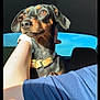 dog, pet, black_dog, tan_markings, collar, car_interior, person, arm, sunlight, window, blue_sky, seat, seatbelt, alert, closeup, portrait, animal, domestic_animal, cute, companion