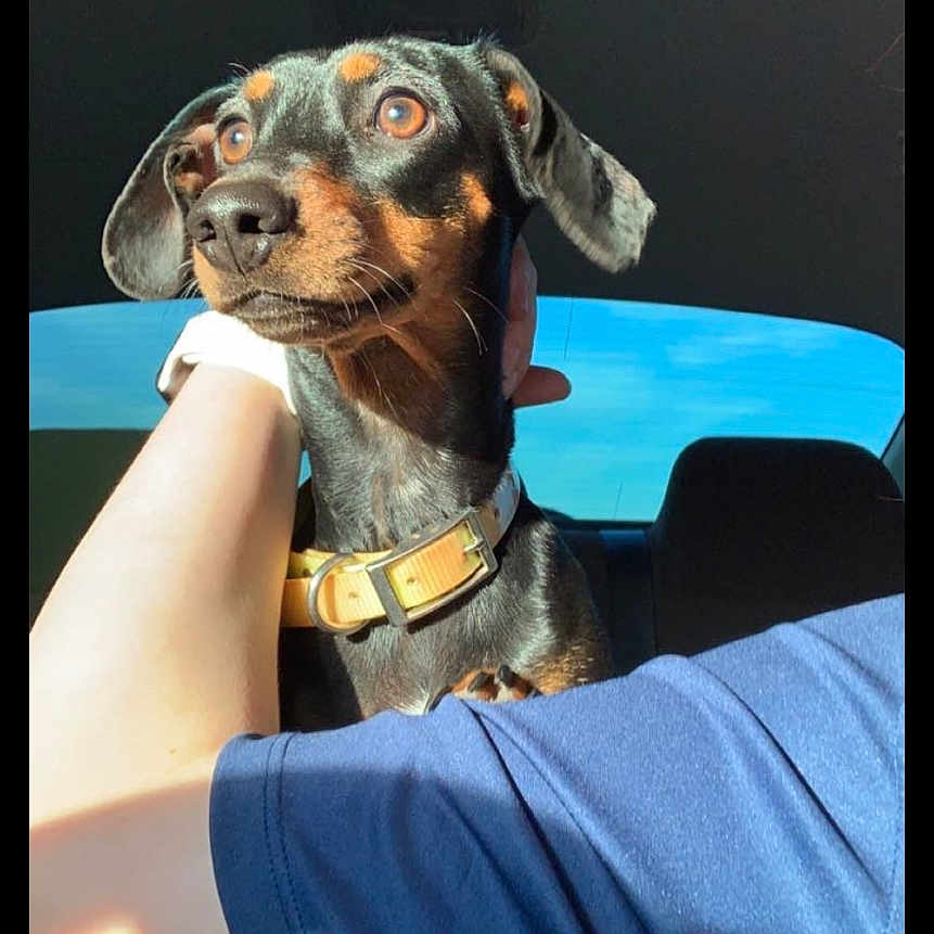Winnie is registered to the contest to win money with this photo: alert, animal, arm, black_dog, blue_sky, car_interior, closeup, collar, companion, cute, dog, domestic_animal, person, pet, portrait, seat, seatbelt, sunlight, tan_markings, window