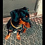 Winnie is registered to the contest to win money with this photo: dog, puppy, black_dog, brown_dog, yellow_collar, doormat, patterned_mat, door, wooden_floor, pet, animal, sitting, looking_away, curious, indoors, entrance, floor, young_dog, canine, companion