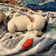 Tater is registered to the contest to win money with this photo: animal, bed, blanket, comfort, cozy, cute, dog, ears, fur, indoor, patch, pet, puppy, resting, sleeping, small, snoopy, soft, white, woodstock