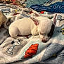 animal, bed, blanket, comfort, cozy, cute, dog, ears, fur, indoor, patch, pet, puppy, resting, sleeping, small, snoopy, soft, white, woodstock