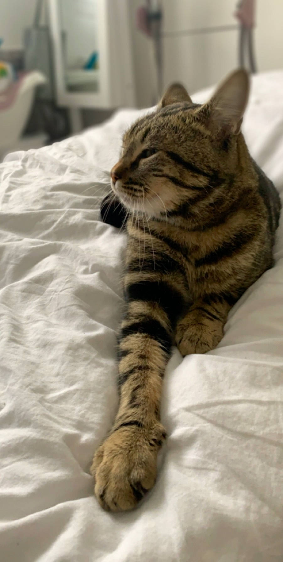 Simba a rejoint le concours — aidez-le/la à gagner de superbes lots ! american_shorthair, asian, australian_mist, california_spangled, carnivore, cat, claw, domestic_short_haired_cat, dragon_li, european_shorthair, felidae, fur, kitten, mammal, paw, pixie_bob, small_to_medium_sized_cats, snout, tabby_cat, whiskers