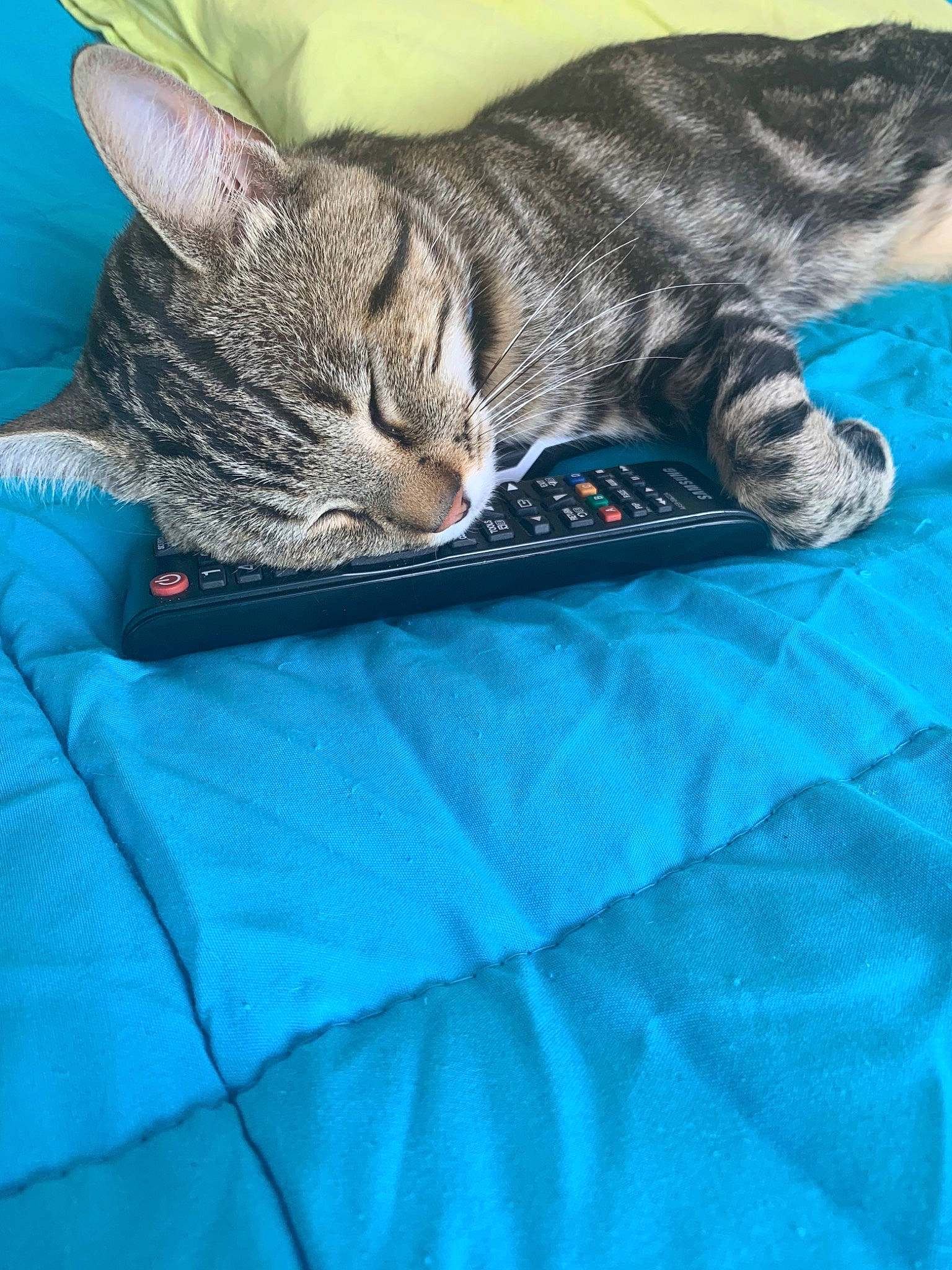 Simba a rejoint le concours — aidez-le/la à gagner de superbes lots ! american_shorthair, asian, australian_mist, california_spangled, carnivore, cat, domestic_short_haired_cat, dragon_li, egyptian_mau, european_shorthair, felidae, kitten, mammal, nap, ocicat, pixie_bob, small_to_medium_sized_cats, tabby_cat, toyger, whiskers