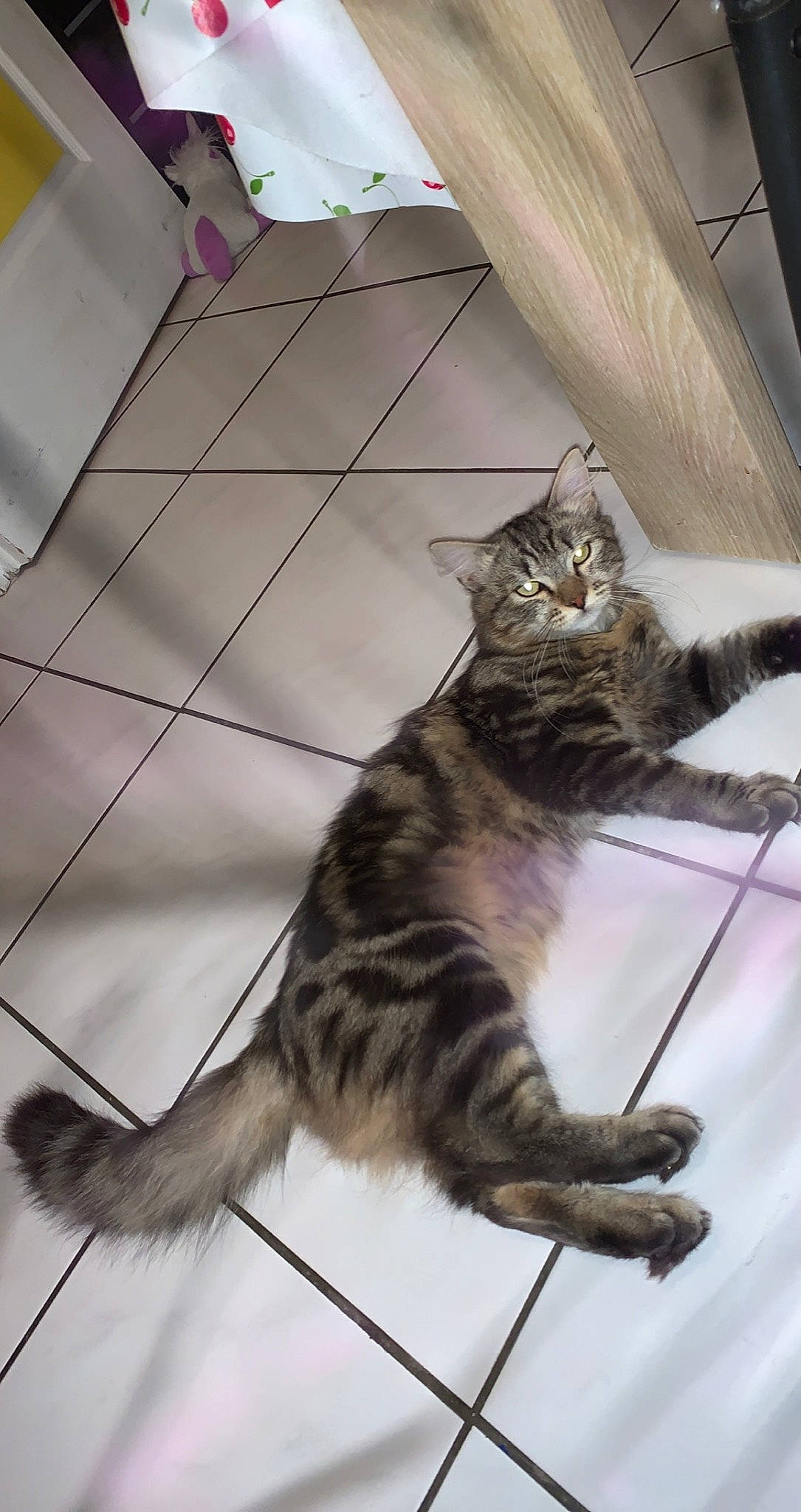 Baloo participe au concours pour gagner de l'argent avec cette photo : carnivore, cat, claw, comfort, curtain, domestic_short_haired_cat, felidae, flooring, fur, hardwood, metal, paw, small_to_medium_sized_cats, tail, terrestrial_animal, whiskers, wood