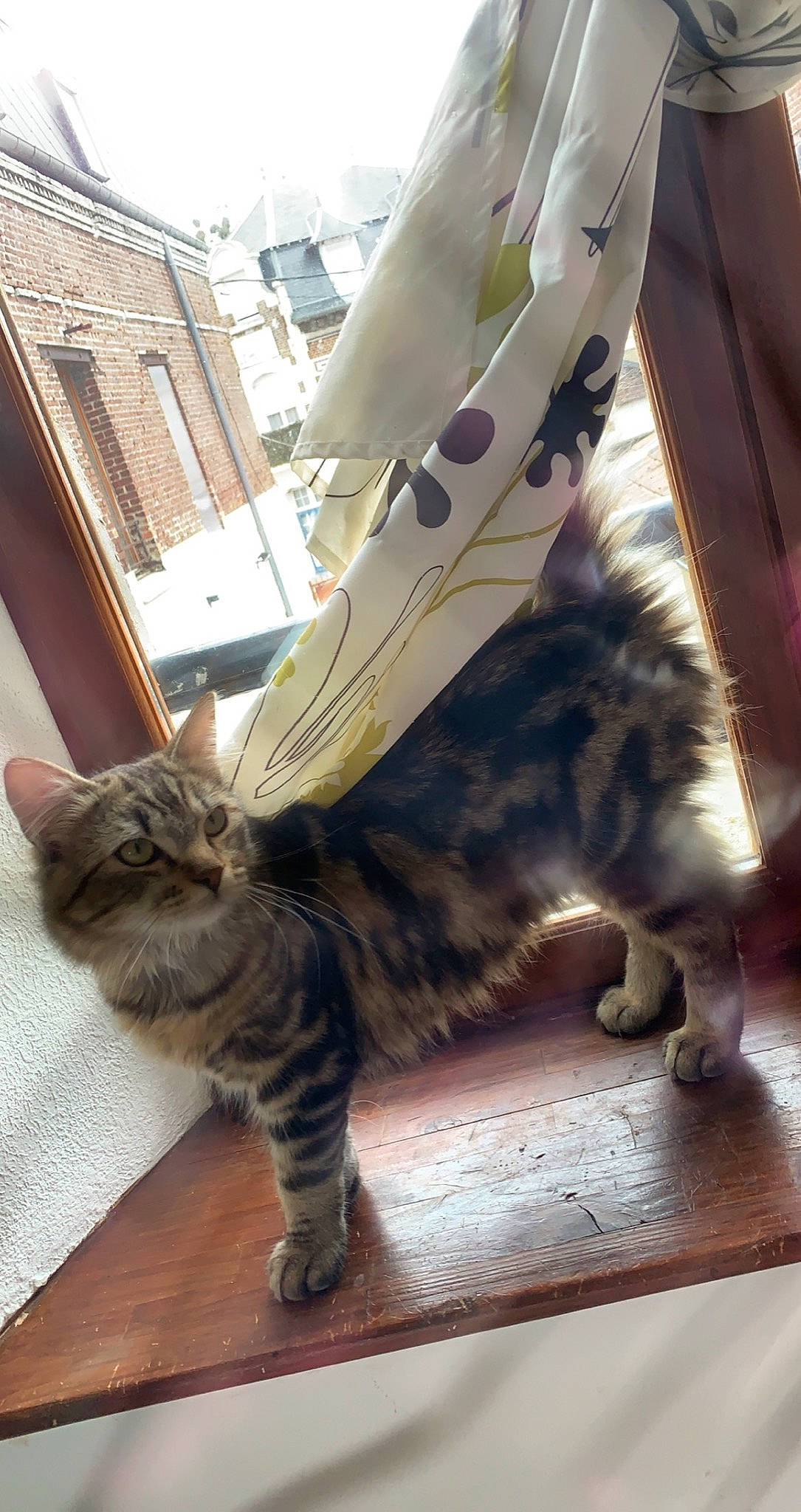 Baloo participe au concours pour gagner de l'argent avec cette photo : building, carnivore, cat, claw, domestic_short_haired_cat, fawn, felidae, foot, fur, human_leg, pattern, paw, sitting, small_to_medium_sized_cats, snout, tail, whiskers, window, wood