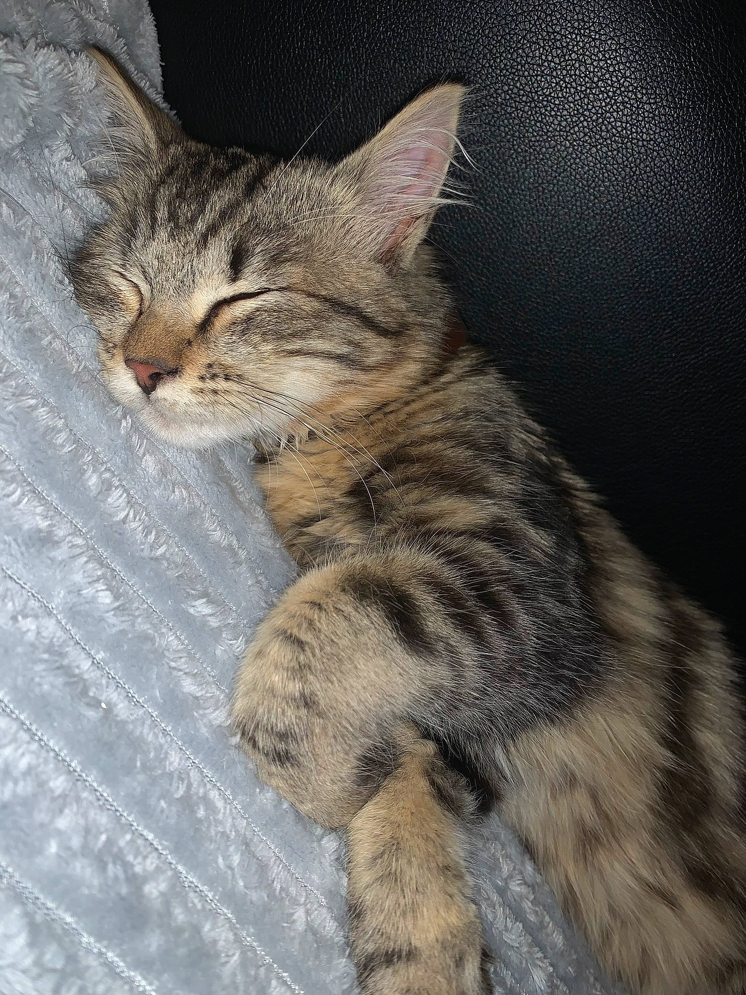 Baloo a rejoint le concours — aidez-le/la à gagner de superbes lots ! carnivore, cat, claw, domestic_short_haired_cat, felidae, fur, paw, sitting, small_to_medium_sized_cats, tail, terrestrial_animal, tree, whiskers, wildlife