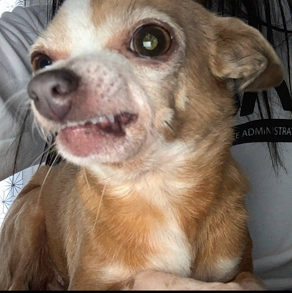 Hélia a rejoint le concours — aidez-le/la à gagner de superbes lots ! animal_shelter, canidae, carnivore, chihuahua, companion_dog, dog, dog_breed, eye, fawn, head, mammal, mouth, nose, puppy, puppy_love, rare_breed_dog, snout, sporting_group, street_dog, whiskers