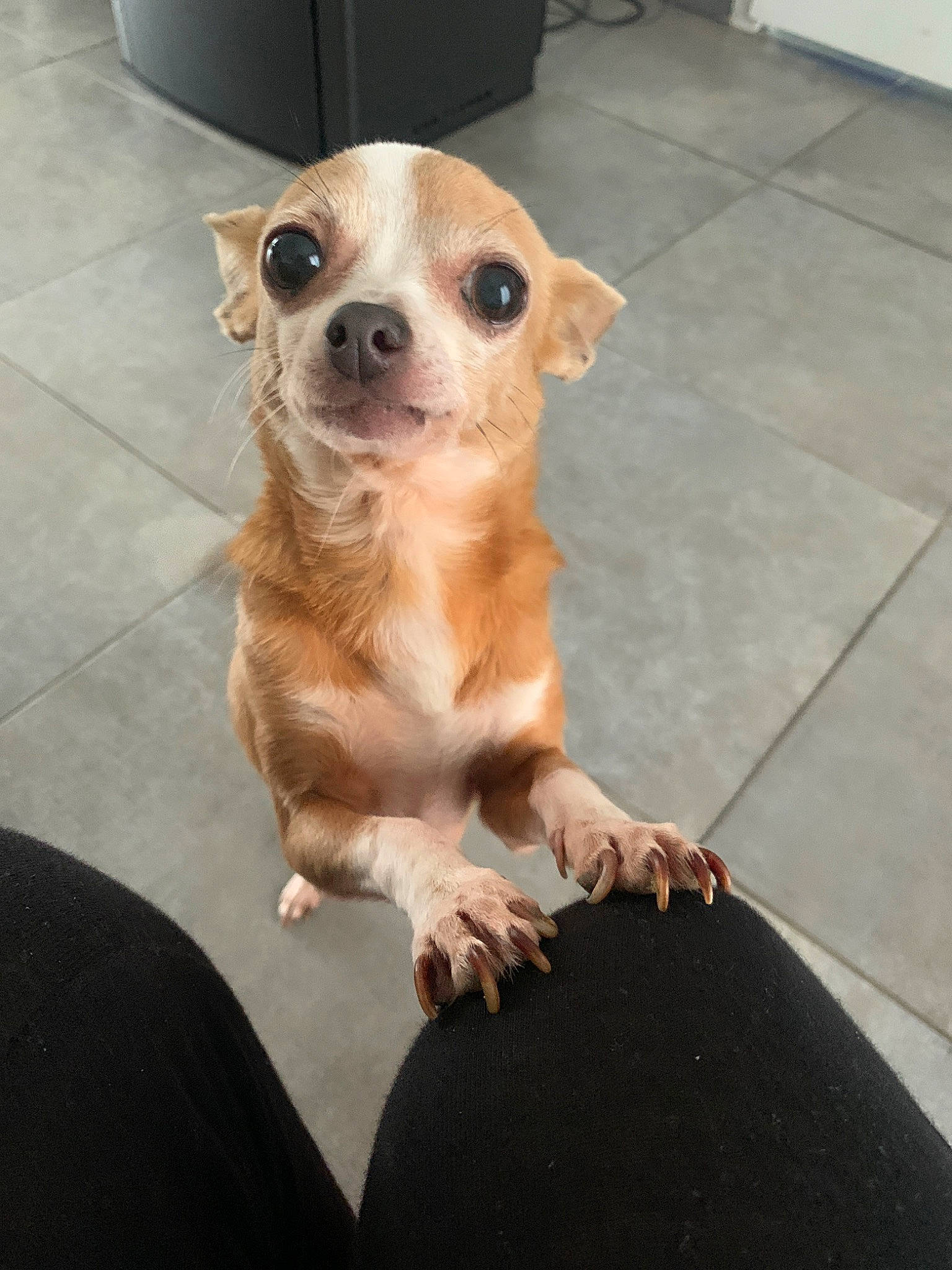 Hélia a rejoint le concours — aidez-le/la à gagner de superbes lots ! animal_shelter, canidae, carnivore, chihuahua, companion_dog, corgi_chihuahua, dog, dog_breed, fawn, mammal, puppy, snout, sporting_group, street_dog, toy_dog, vertebrate, whiskers