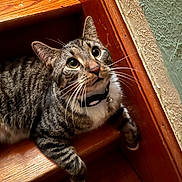 Dallas Winston is registered to the contest to win money with this photo: bell, cat, close_up, collar, cozy, curious, eye_contact, feline, indoor, paws, pet, portrait, sitting, stair, striped_fur, tabby_cat, textured_wall, whiskers, wood, wooden_stair