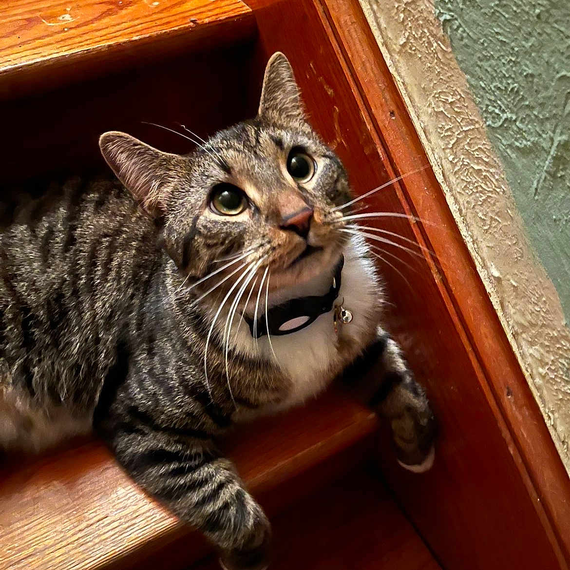 Dallas Winston is registered to the contest to win money with this photo: bell, cat, close_up, collar, cozy, curious, eye_contact, feline, indoor, paws, pet, portrait, sitting, stair, striped_fur, tabby_cat, textured_wall, whiskers, wood, wooden_stair