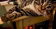 Dallas Winston joined the competition — help win amazing prizes! air_conditioner, bowl, cat, chair_leg, close_up, eyes, fur, furniture, household, indoor, lounging, paws, pet, portrait, relaxed, stripes, tabby_cat, table, whiskers, wood_floor