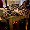 air_conditioner, bowl, cat, chair_leg, close_up, eyes, fur, furniture, household, indoor, lounging, paws, pet, portrait, relaxed, stripes, tabby_cat, table, whiskers, wood_floor
