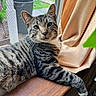 car, cat, close_up, curtain, fur, green_leaf, indoor, lounging, paw, pet, portrait, relaxed, tabby_cat, tail, trash_can, whiskers, window, window_screen, windowsill, wooden_surface