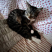 Dallas Winston joined the competition — help win amazing prizes! bed, bedding, blanket, cat, close_up, cozy, domestic_animal, fur, indoor, nap, patterned_sheet, pet, pillow, pillows, resting, sleeping, stripes, tabby_cat, whiskers, white_paws
