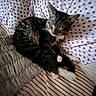 bed, bedding, blanket, cat, close_up, cozy, domestic_animal, fur, indoor, nap, patterned_sheet, pet, pillow, pillows, resting, sleeping, stripes, tabby_cat, whiskers, white_paws