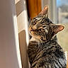 blurred_background, cat, close_up, cozy, domestic_cat, ears, feline, fur, green_eyes, indoor, looking_back, pet, portrait, shallow_depth_of_field, striped_pattern, sunbeam, sunlight, tabby_cat, whiskers, windowsill