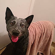Busy joined the competition — help win amazing prizes! dog, wet_dog, towel, pink_towel, brown_towel, floor, tile_floor, smiling_dog, happy_dog, tongue_out, ears_up, indoor, pet, canine, fur, looking_up, bath_time, cute, domestic_animal, animal