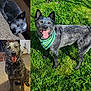 Busy is registered to the contest to win money with this photo: dog, blue_heeler, canine, pet, indoor, outdoor, grass, carpet, bandana, tongue_out, happy, sleeping, sitting, fur, ears, animal, portrait, nature, smiling, domestic_animal