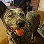 dog, pet, indoor, tongue_out, happy, speckled_coat, ears_up, looking_up, fireplace, couch, carpet, brown, canine, animal, domestic, companion, furniture, relaxed, closeup, friendly