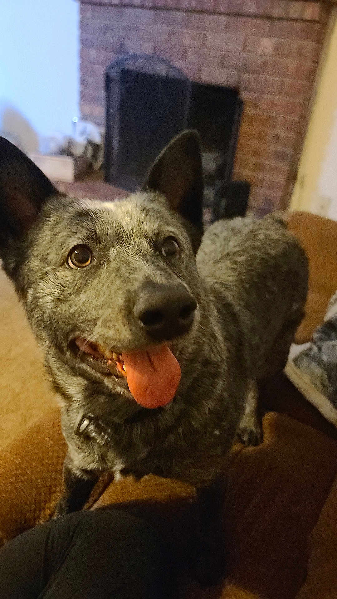 Busy joined the competition — help win amazing prizes! dog, pet, indoor, tongue_out, happy, speckled_coat, ears_up, looking_up, fireplace, couch, carpet, brown, canine, animal, domestic, companion, furniture, relaxed, closeup, friendly