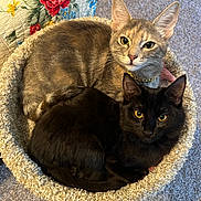 Lana And Ashe is registered to the contest to win money with this photo: animal, black_cat, carpet, cat, cat_bed, cats, close_up, cozy, curious, cute, domestic_animal, feline, floral_quilt, gray_cat, indoor, pet, resting, snuggling, tabby, two_cats