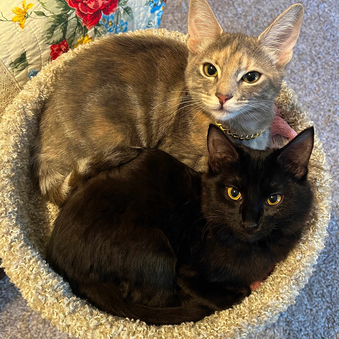Lana And Ashe is registered to the contest to win money with this photo: animal, black_cat, carpet, cat, cat_bed, cats, close_up, cozy, curious, cute, domestic_animal, feline, floral_quilt, gray_cat, indoor, pet, resting, snuggling, tabby, two_cats