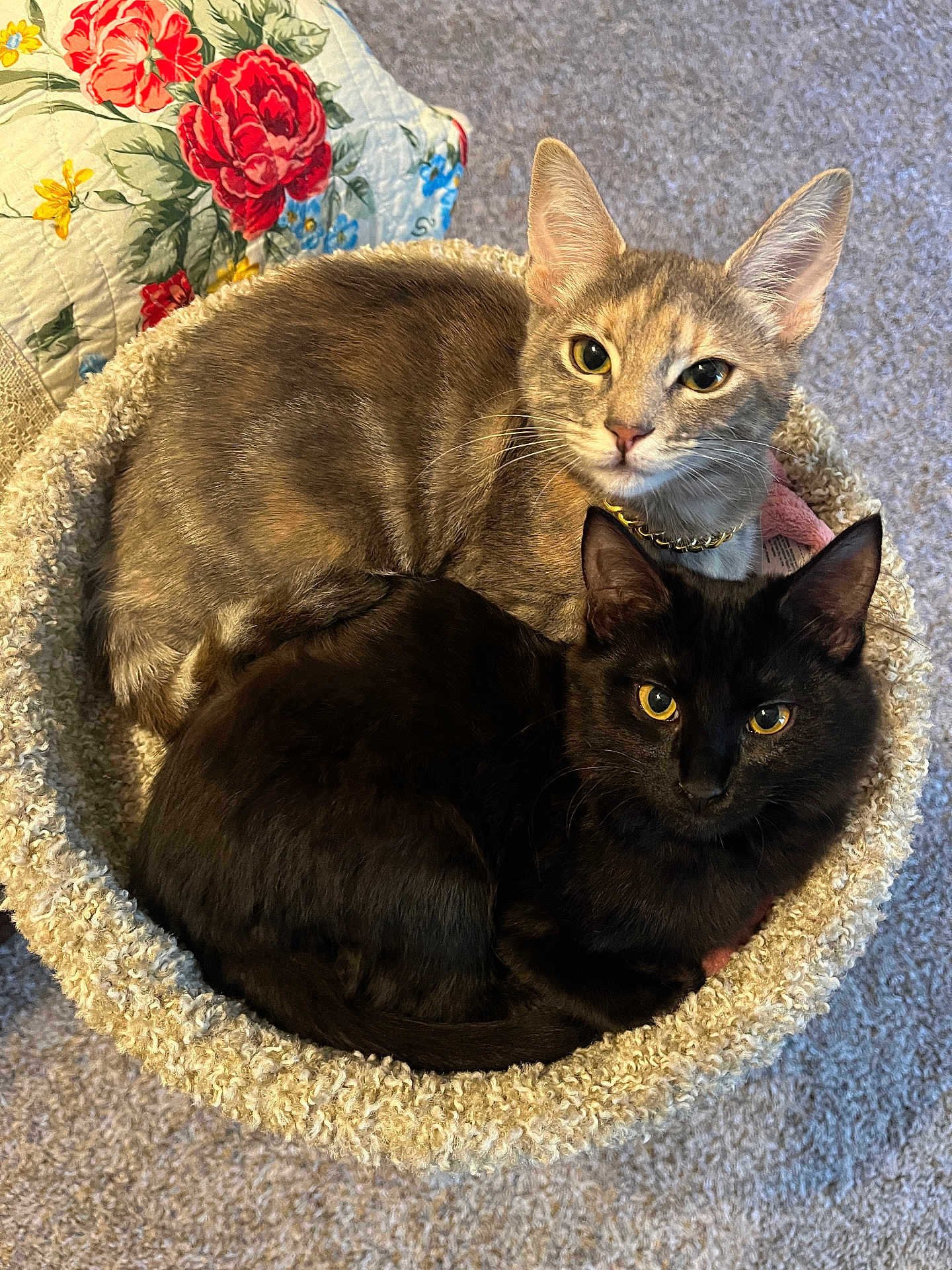 Lana And Ashe is registered to the contest to win money with this photo: animal, black_cat, carpet, cat, cat_bed, cats, close_up, cozy, curious, cute, domestic_animal, feline, floral_quilt, gray_cat, indoor, pet, resting, snuggling, tabby, two_cats
