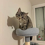 Yaya participe au concours pour gagner de l'argent avec cette photo : animal, cat, cat_tree, collar, cozy, curious, cute, decor, feline, gray, indoor, pet, scratching_post, shadow, snowman, tabby_cat, tag, toy, window, winter