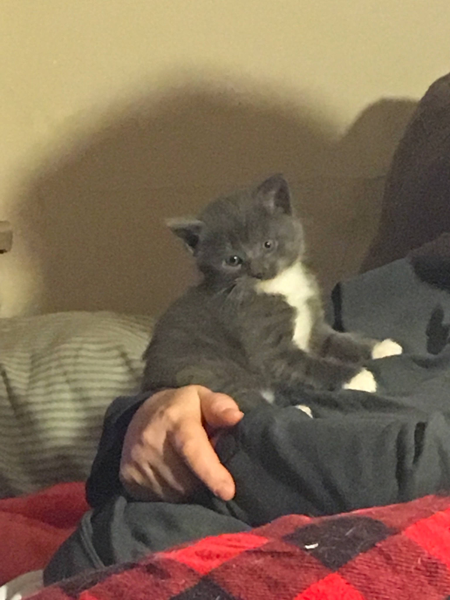 Chunky joined the competition — help win amazing prizes! british_shorthair, carnivore, cat, chartreux, domestic_short_haired_cat, felidae, kitten, korat, mammal, nebelung, russian_blue, scottish_fold, small_to_medium_sized_cats, whiskers