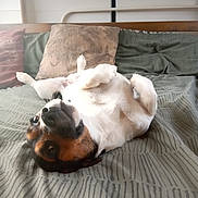 Stash joined the competition — help win amazing prizes! dog, bed, pillow, green_bedspread, lying_down, pet, indoor, cute, small_dog, resting, looking_up, fur, animal, canine, home, comfort, relaxed, sleepy, whiskers, ears