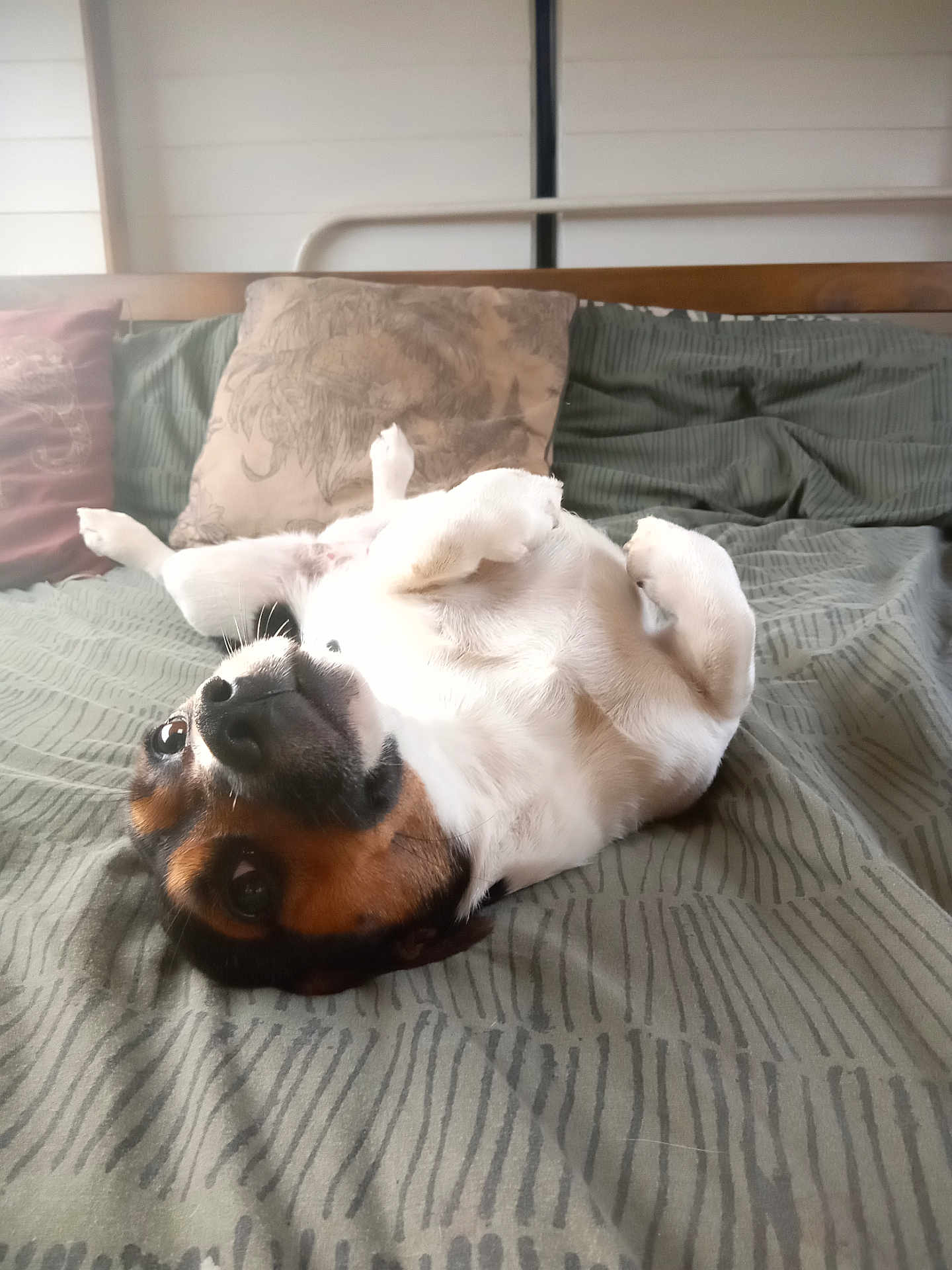 Stash joined the competition — help win amazing prizes! dog, bed, pillow, green_bedspread, lying_down, pet, indoor, cute, small_dog, resting, looking_up, fur, animal, canine, home, comfort, relaxed, sleepy, whiskers, ears