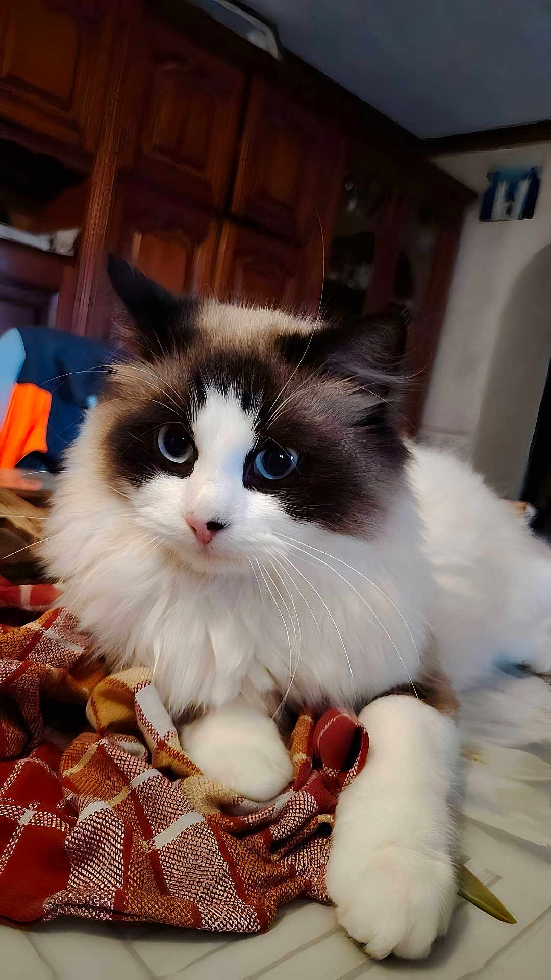 Aura a rejoint le concours — aidez-le/la à gagner de superbes lots ! cat, fluffy_cat, long_hair, blue_eyes, white_fur, brown_markings, pet, indoor, fabric, scarf, paws, whiskers, close_up, portrait, furniture, cabinet, cozy, soft, cute, relaxed