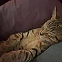 Fatty is registered to the contest to win money with this photo: cat, tabby, sleeping, cushion, feline, pet, striped, indoor, cozy, relaxed, fur, whiskers, animal, resting, soft, comfort, closeup, quiet, home, nap