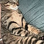 Fatty joined the competition — help win amazing prizes! cat, tabby, sleeping, striped_fur, pet, cozy, relaxed, feline, domestic_animal, closeup, resting, cute, whiskers, paws, indoor, soft_texture, nap, peaceful, fur, animal