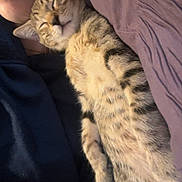 Fatty is registered to the contest to win money with this photo: cat, tabby_cat, sleeping, person, face, close_up, indoor, blanket, comfort, resting, fur, pet, cozy, human, cuddle, animal, relaxation, warm, bed, soft