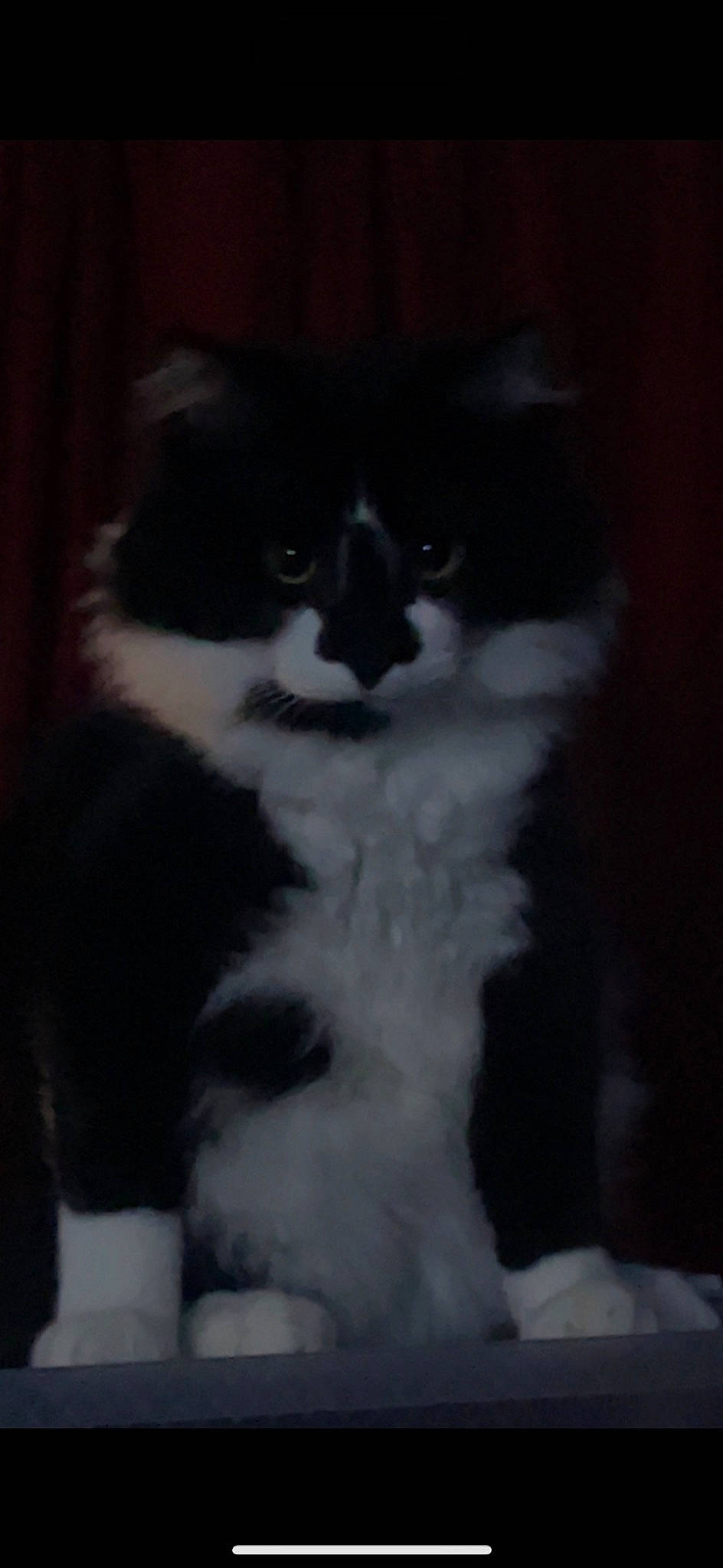 Jarvis is registered to the contest to win money with this photo: british_longhair, carnivore, cat, darkness, domestic_short_haired_cat, felidae, fur, monochrome_photography, sitting, small_to_medium_sized_cats, snout, tail, terrestrial_animal, whiskers